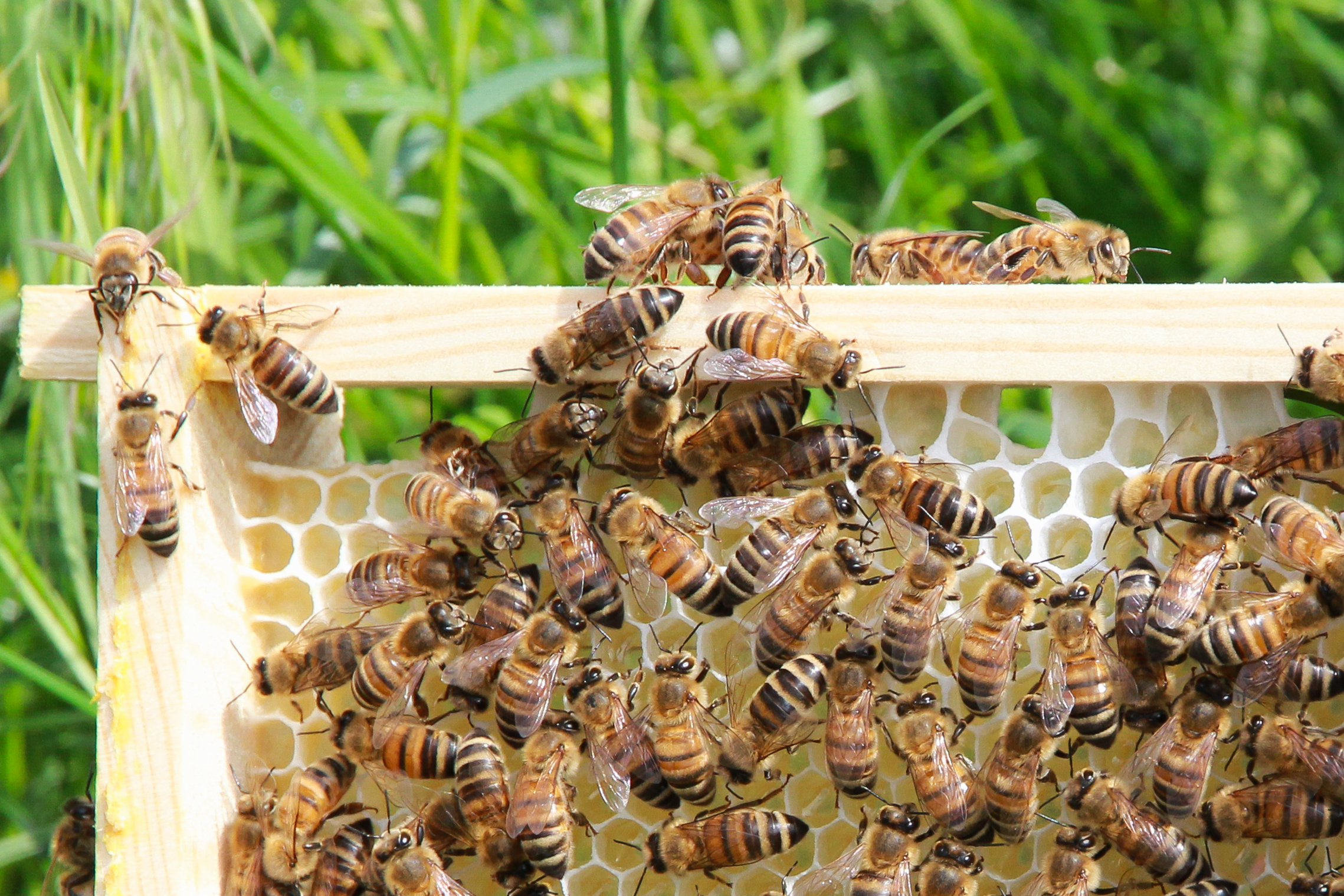 Honig aus Meerbusch direkt vom Erzeuger